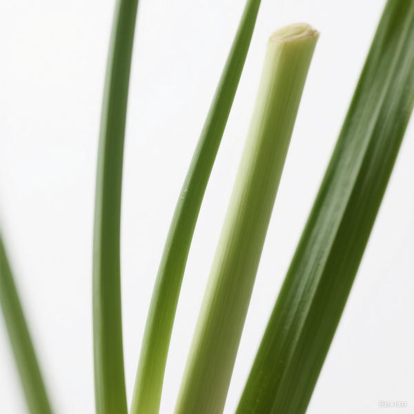 Citronella Oil
