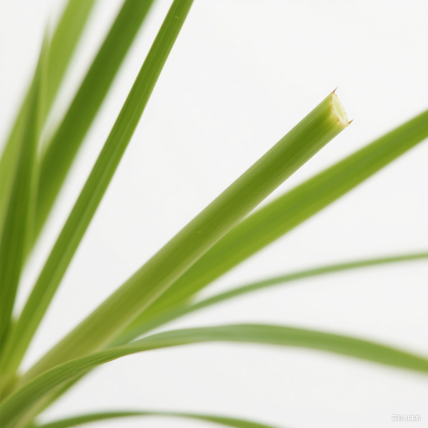 Lemongrass Oil