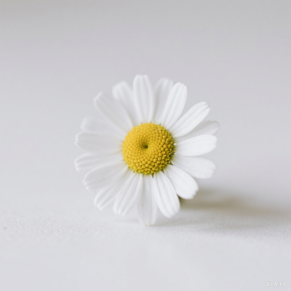 Chamomile Oil Roman